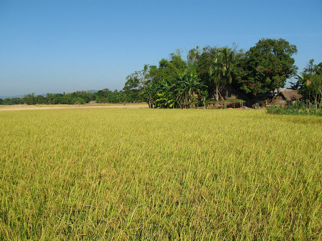 1024px-Rice_field_and_country_house_bangladesh