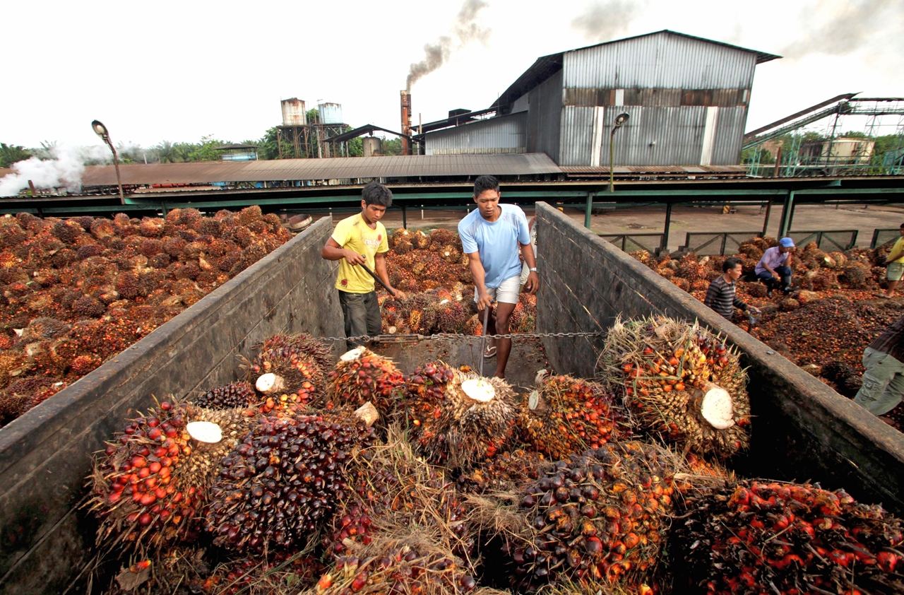 FILE PHOTO - Workers unload oil palm fruits in a state-owned crude palm oil processing unit in North Sumatra