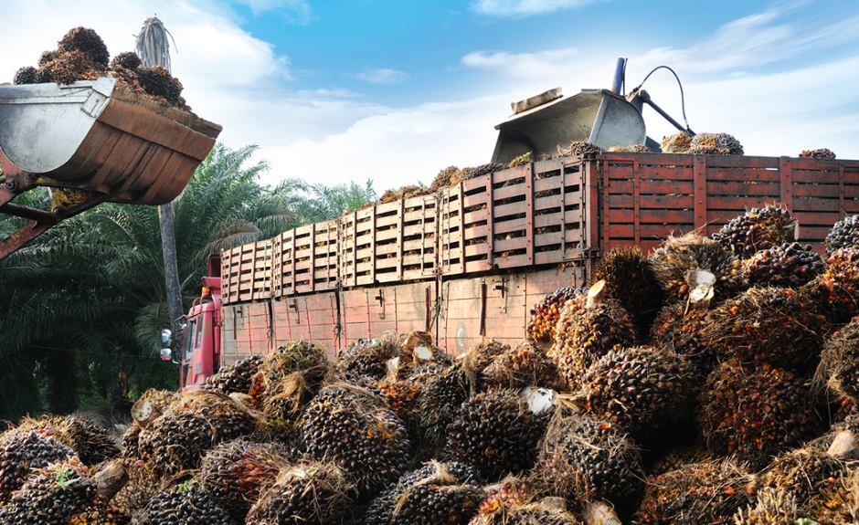 The-Palm-Oil-Industry